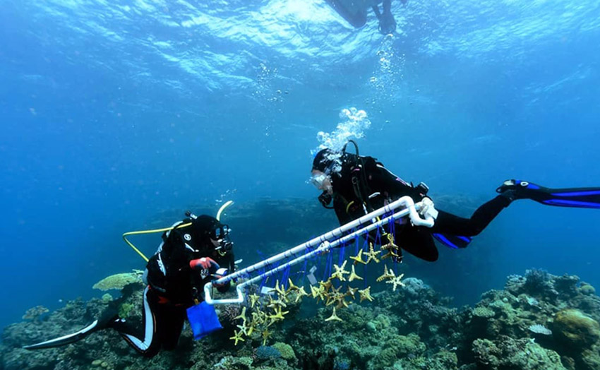 برنامه کاشت مرجان های مقاوم