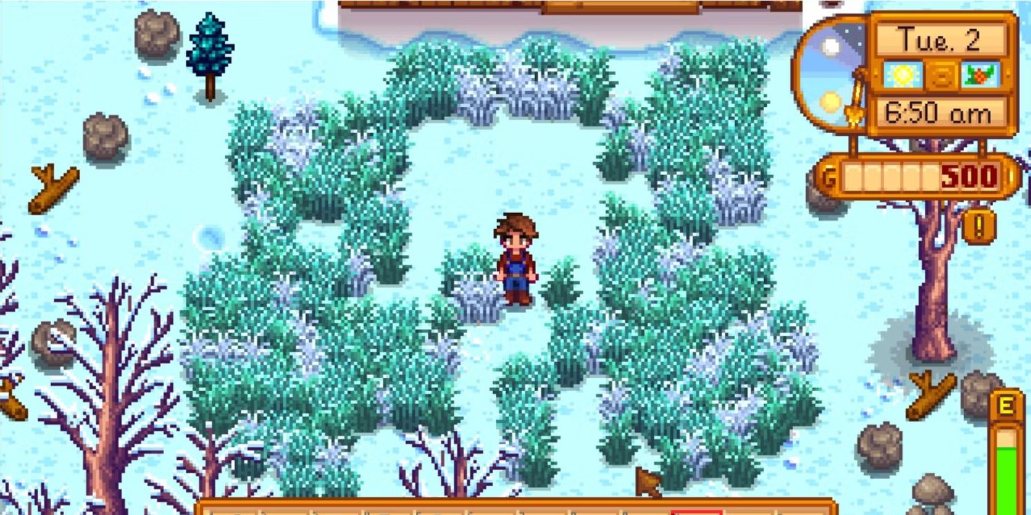 Winter grass