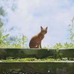بازی Stray 2 باید در محیط خارج از شهر جریان یابد