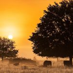برندگان مسابقه عکاسی حیات وحش