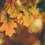 بهترین عطر پاییزی مردانه